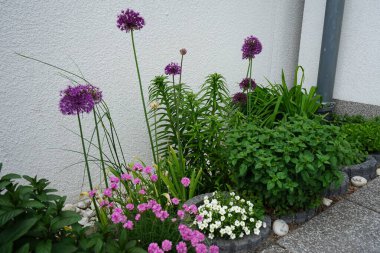 Bahçede mayıs ayında Allium aflatunense 