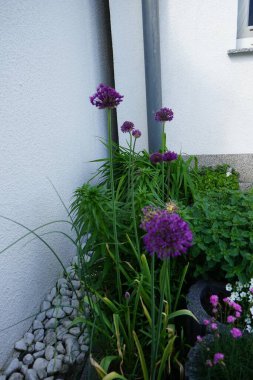 Bahçede mayıs ayında Allium aflatunense 