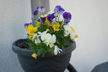 Mayıs 'ta kanalizasyon borusundaki saksıdaki hanım evlatları. Bahçe nonoşu Viola wittrockiana, bir bahçe çiçeği olarak yetiştirilmiş bir tür büyük çiçekli melez bitkidir. Berlin, Almanya 