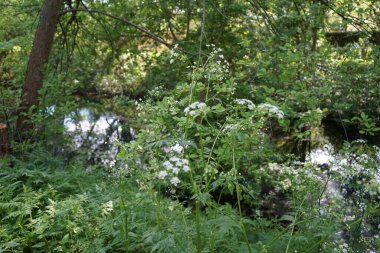 Anthriscus sylvestris mayıs ayında vahşi doğada çiçek açar. Anthriscus sylvestris ya da Anthriscus sylvestris, Apiaceae, Umbelliferae, Anthriscus familyasından bir bitki türü. Berlin 