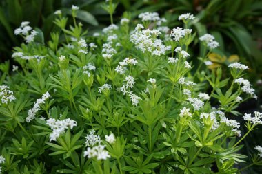 Galium odoratum mayıs ayında bahçede çiçek açar. Galium odoratum, Rubiaceae familyasından uzun ömürlü bir bitki türü. Berlin, Almanya 