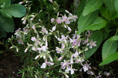 Phlox subulata 