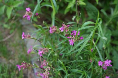 Bahçe karanfili 'Kahori', Dianthus caryophyllus, pembe, kase şeklinde çiçekler üretir. Berlin, Almanya