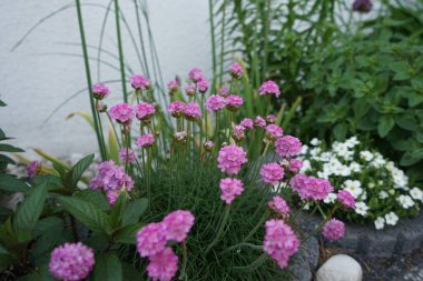 Mayıs ayında bahçede Armeria maritima. Armeria maritima, Plumbaginaceae familyasından bir bitki türüdür. Berlin, Almanya   