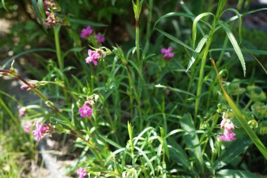 Bahçe karanfili 'Kahori', Dianthus caryophyllus, pembe, kase şeklinde çiçekler üretir. Berlin, Almanya