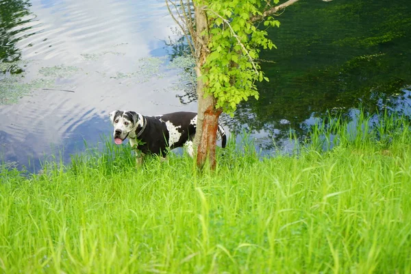 Ένας Σκύλος Για Βόλτα Στις Όχθες Του Ποταμού Wuhle Βερολίνο — Φωτογραφία Αρχείου