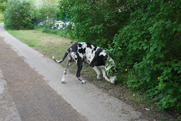 Hund För Promenad Stranden Floden Wuhle Berlin Tyskland — Stockfoto
