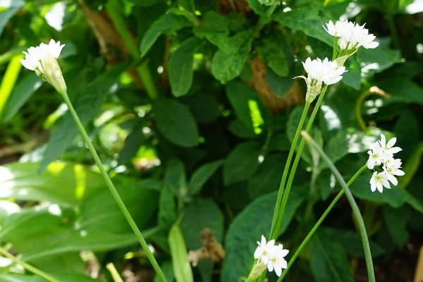 Allium Neapolitanum Biały Kwitnie Maju Ogrodzie Allium Neapolitanum Jest Wieloletnią — Zdjęcie stockowe