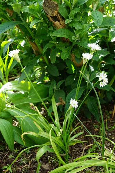 Allium Neapolitanum Înflorește Luna Mai Grădină Allium Neapolitanum Este Plantă — Fotografie, imagine de stoc