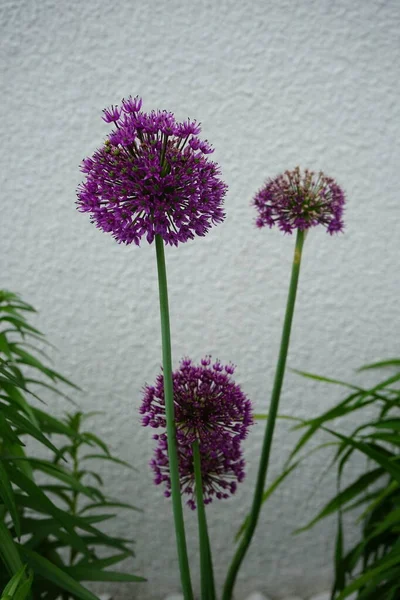 Allium Aflatunense Purple Sensation Μάιο Στον Κήπο Βερολίνο Γερμανία — Φωτογραφία Αρχείου