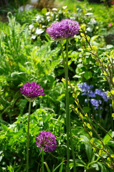 Allium Aflatunense Purple Sensation Maju Ogrodzie Berlin Niemcy — Zdjęcie stockowe