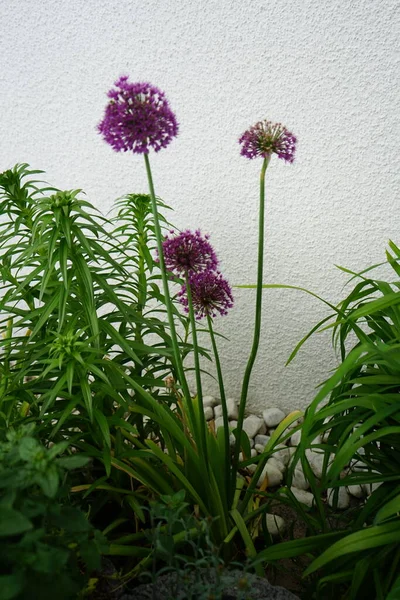 アリウムは庭で5月に 紫色の感覚 を放棄します ドイツ ベルリン — ストック写真