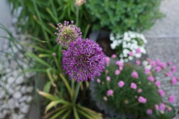 Bahçede Mayıs Ayında Allium Aflatunense Purple Sensation Berlin Almanya — Stok fotoğraf
