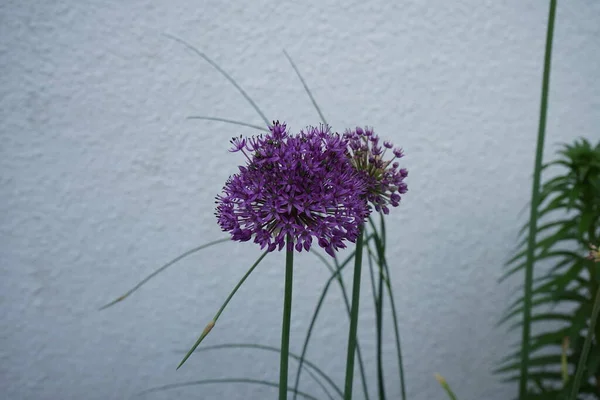 Allium Aflatunense Purple Sensation Maggio Giardino Berlino Germania — Foto Stock