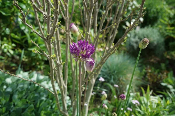 Allium Aflatunense Purple Sensation Maju Ogrodzie Berlin Niemcy — Zdjęcie stockowe