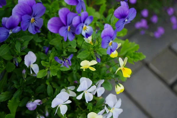 Pansies Pote Flor Uma Tubulação Drenagem Maio Jardim Pansy Viola — Fotografia de Stock