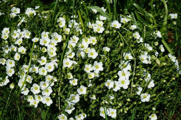 5月に庭のアリーナモンタナ ブリザード アレリア モンタナ Arenaria Montana ヤシ科の開花植物の一種である ドイツ ベルリン — ストック写真