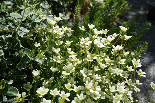 5月に庭でアレナリア モンタナ ブリザード コンパクト アレリア モンタナ Arenaria Montana ヤシ科の開花植物の一種である ドイツ — ストック写真