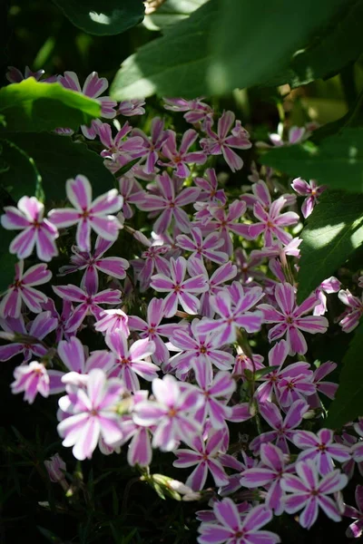 Phlox subulata 