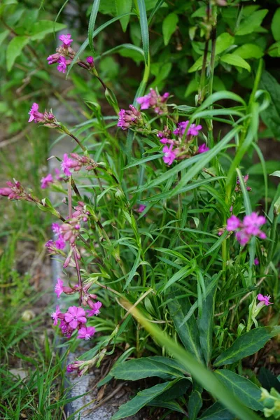 Goździk Ogrodowy Kahori Dianthus Caryophyllus Produkuje Różowe Kwiaty Kształcie Miski — Zdjęcie stockowe