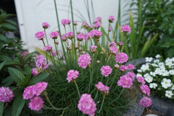 Armeria Maritima Nel Giardino Maggio Armeria Maritima Parsimonia Parsimonia Marina — Foto Stock