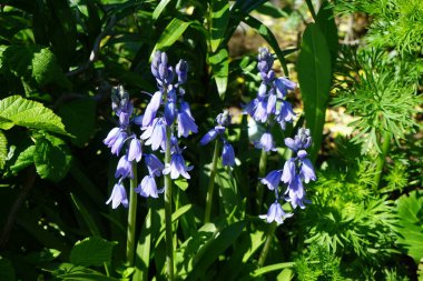 Mayıs ayında bahçede Hyacinthoides Hispanica mavisi çiçek açar. Hyacinthoides hispanica, Endymion hispanicus, Scilla hispanica, İspanyol blueBell, uzun ömürlü bir bahar çiçeği. Berlin, Almanya 