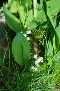 Mayıs ayında ormanda vadi zambakları. Vadideki Zambak, Nilüfer çiçeği, tatlı kokulu, kolsuz, bahar aylarında püskürtülen çan şeklinde beyaz çiçekleri olan bir orman bitkisidir. Kaulsdorf, Berlin, Almanya 