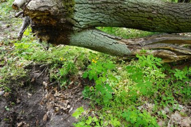 Baharda güzel bir Berlin ormanı. Berlin, Almanya  