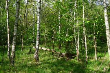 Baharda güzel bir Berlin ormanı. Berlin, Almanya  