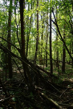 Baharda güzel bir Berlin ormanı. Berlin, Almanya  