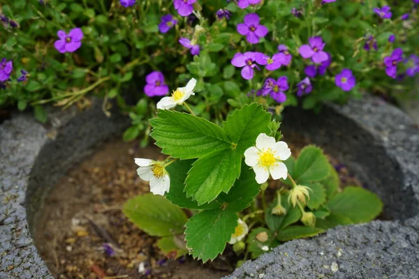 Blooming Strawberry Bush Garden May Berlin Germany — Stock Photo, Image