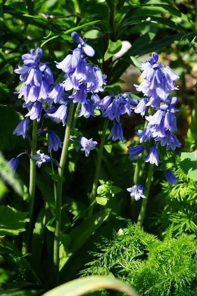 Mayıs Ayında Bahçede Hyacinthoides Hispanica Mavisi Çiçek Açar Hyacinthoides Hispanica — Stok fotoğraf