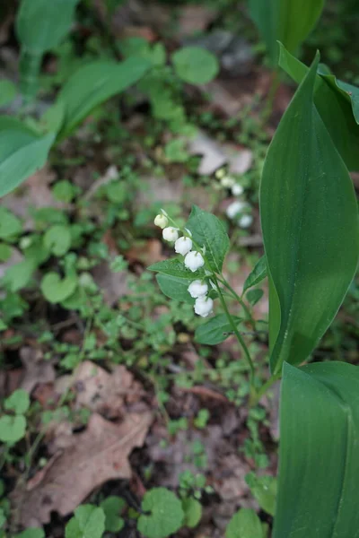 5月の森の中の谷のユリ バレー Lily Valley Convallaria Majalis バレー 春に穂状花序に甘い芳香のある釣鐘型の白い花を咲かせる森林植物です カウルスドルフ ベルリン — ストック写真