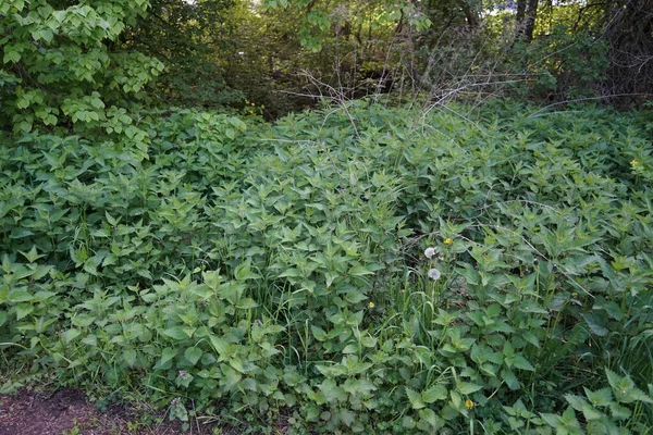 Urtica Género Plantas Con Flores Perteneciente Familia Urticaceae Marzahn Hellersdorf —  Fotos de Stock