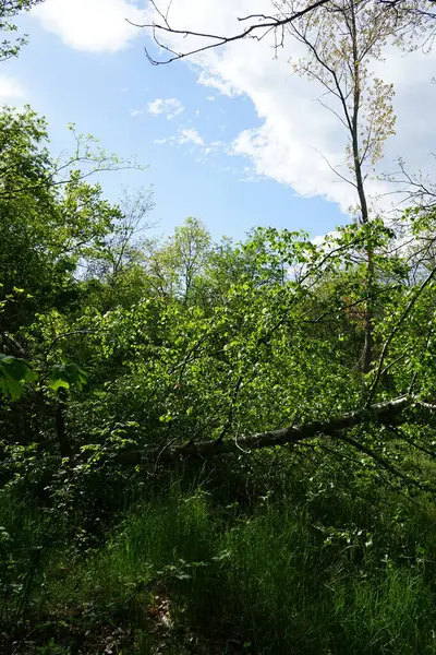 Beautiful Berlin Forest Spring Berlin Germany — Stock Photo, Image