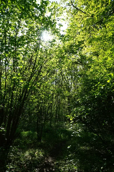 Schöner Berliner Wald Frühling Berlin Deutschland — Stockfoto