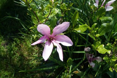 Mayıs ayında bahçede Magnolia Susan. Berlin, Almanya 