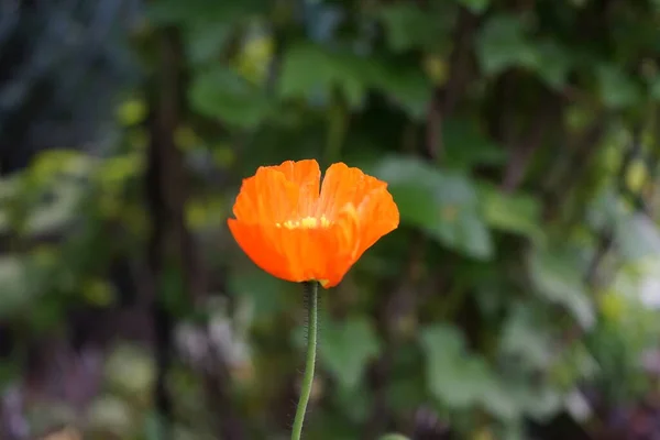 Pomarańczowy Brukarz Nudicaule Gartenzwerg Ogrodzie Maju Berlin Niemcy — Zdjęcie stockowe