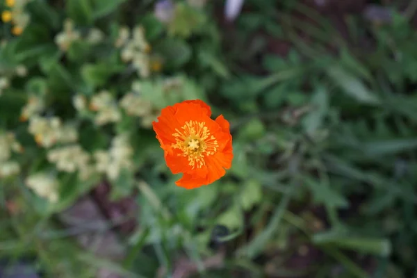 5月に庭のオレンジ色のPapaver Nudicaule Gartenzwerg ドイツ ベルリン — ストック写真
