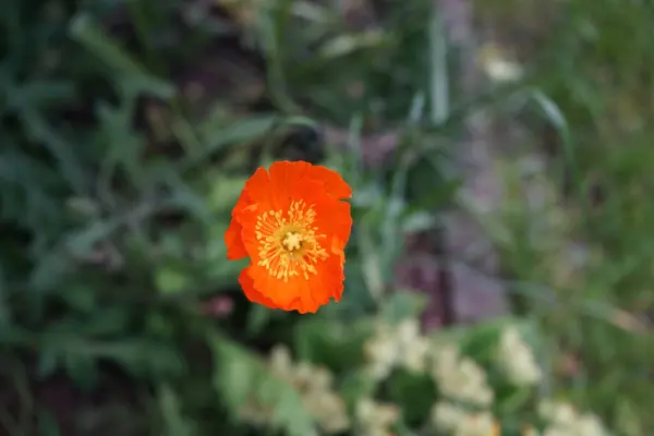 오렌지 Papaver Nudicaule Gartenzwerg Garden May 베를린 — 스톡 사진