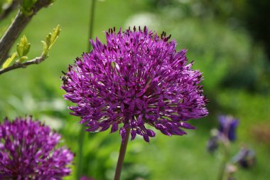 Bahçede mayıs ayında Allium aflatunense 