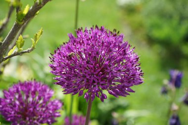 Arı Allium 'dan sonra Mayıs ayında bahçede 