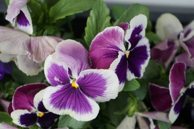 Mayıs 'ta pencere eşiğinde çiçek kutusundaki hanım evlatları. Bahçe nonoşu Viola wittrockiana, bir bahçe çiçeği olarak yetiştirilmiş bir tür büyük çiçekli melez bitkidir. Berlin, Almanya 