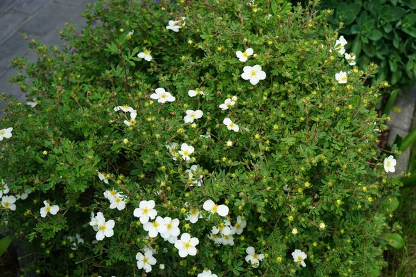 Beyaz Potentilla Abbotswood Bahçede Potentilla Rosaceae Familyasından Bir Bitki Türü — Stok fotoğraf