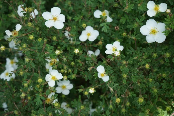 Beyaz Potentilla Abbotswood Bahçede Potentilla Rosaceae Familyasından Bir Bitki Türü — Stok fotoğraf