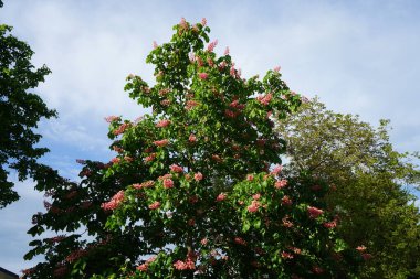 Aesculus carnea ya da kırmızı at kestanesi, A. pavia, kırmızı Buckeye ve A. hipocastanum arasında orta büyüklükte bir yapay hibrit ağaçtır. Berlin, Almanya