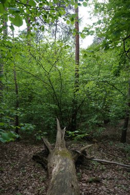 Baharda güzel bir Berlin ormanı. Berlin, Almanya  