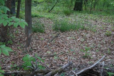 Baharda güzel bir Berlin ormanı. Berlin, Almanya  