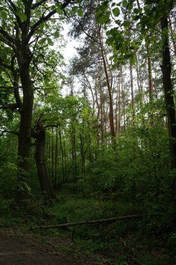 Baharda güzel bir Berlin ormanı. Berlin, Almanya  