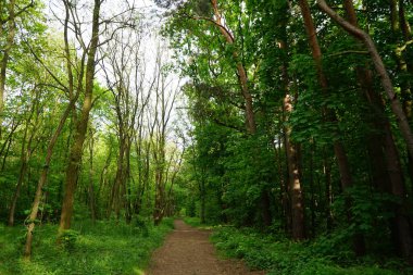 Baharda güzel bir Berlin ormanı. Berlin, Almanya  